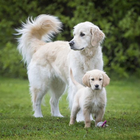 Hund Hundefutter Nassfutter Junior 200g 6 Stück -3- Anifit